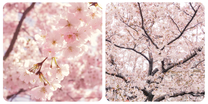 Korean Spring Cherry Blossom