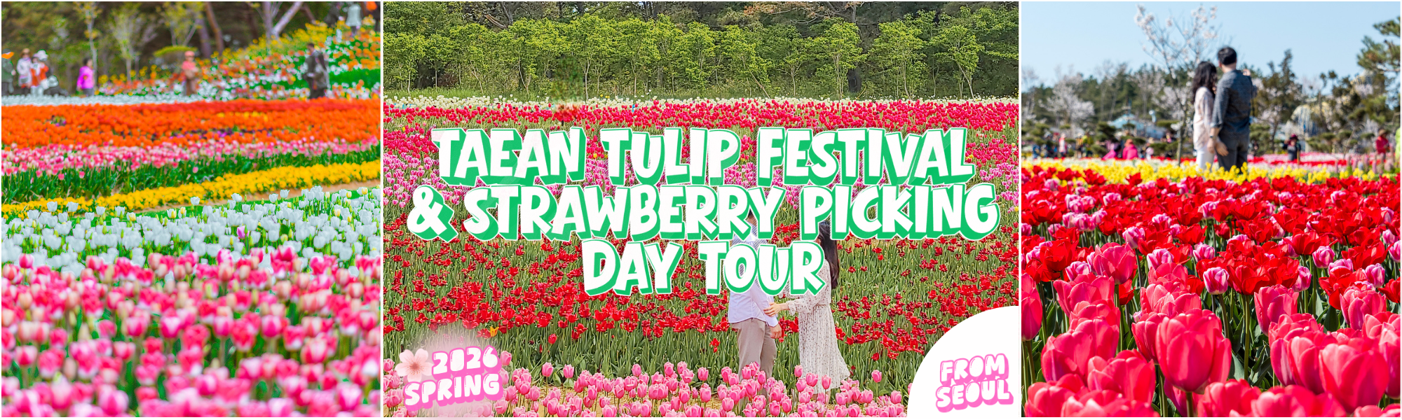 2026 Taean Tulip Festival and Strawberry Picking 1 Day Tour from Seoul (Apr 10 – May 3) | KoreaTravelEasy