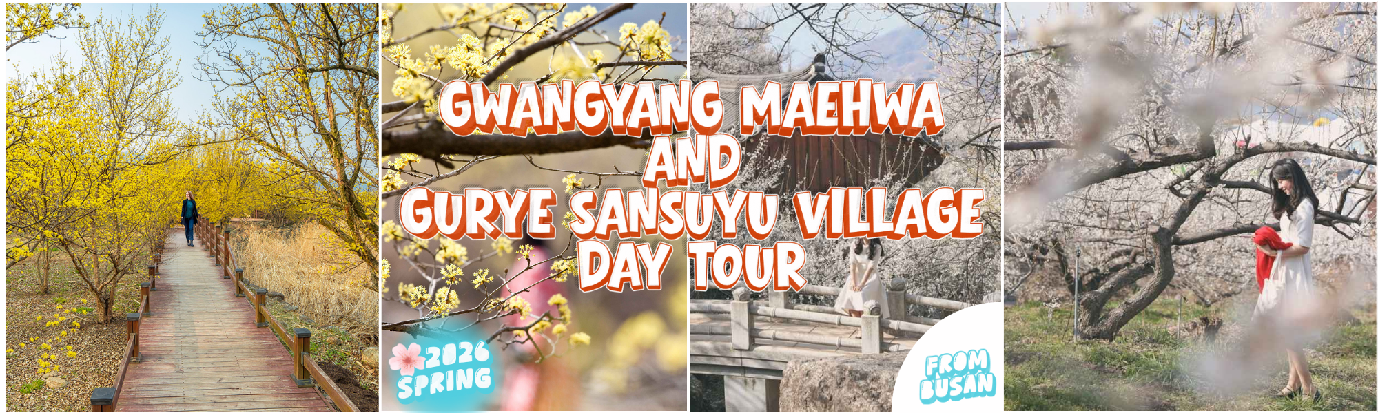 Gwangyang Maehwa and Gurye Sansuyu Flower Festival 1 Day Tour – From Busan (Mar 9 to Mar 20) | KoreaTravelEasy