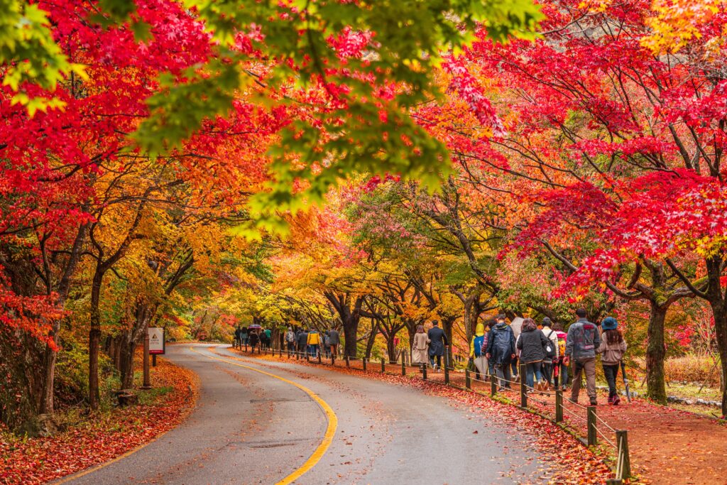 Naejangsan National Park fall colors