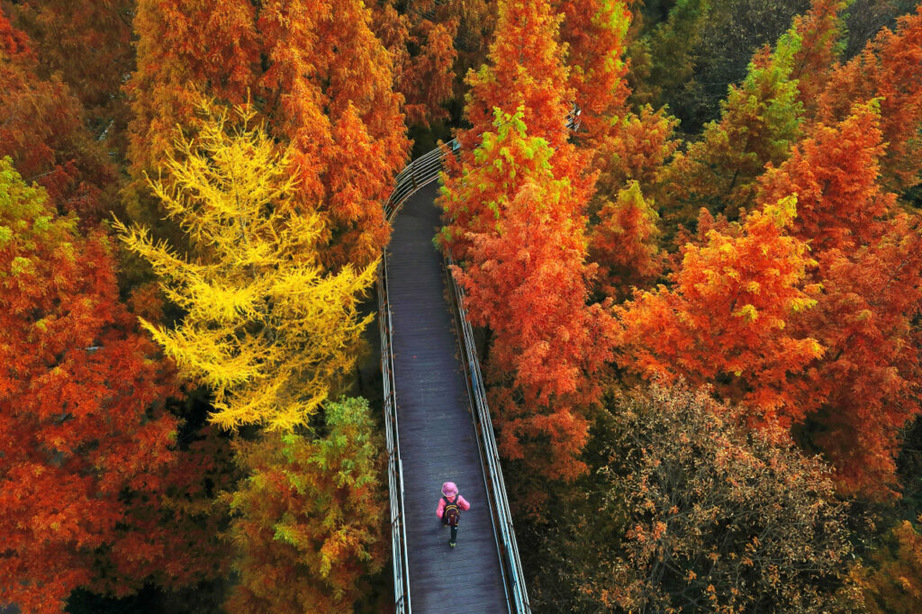 Jangtaesan forest path