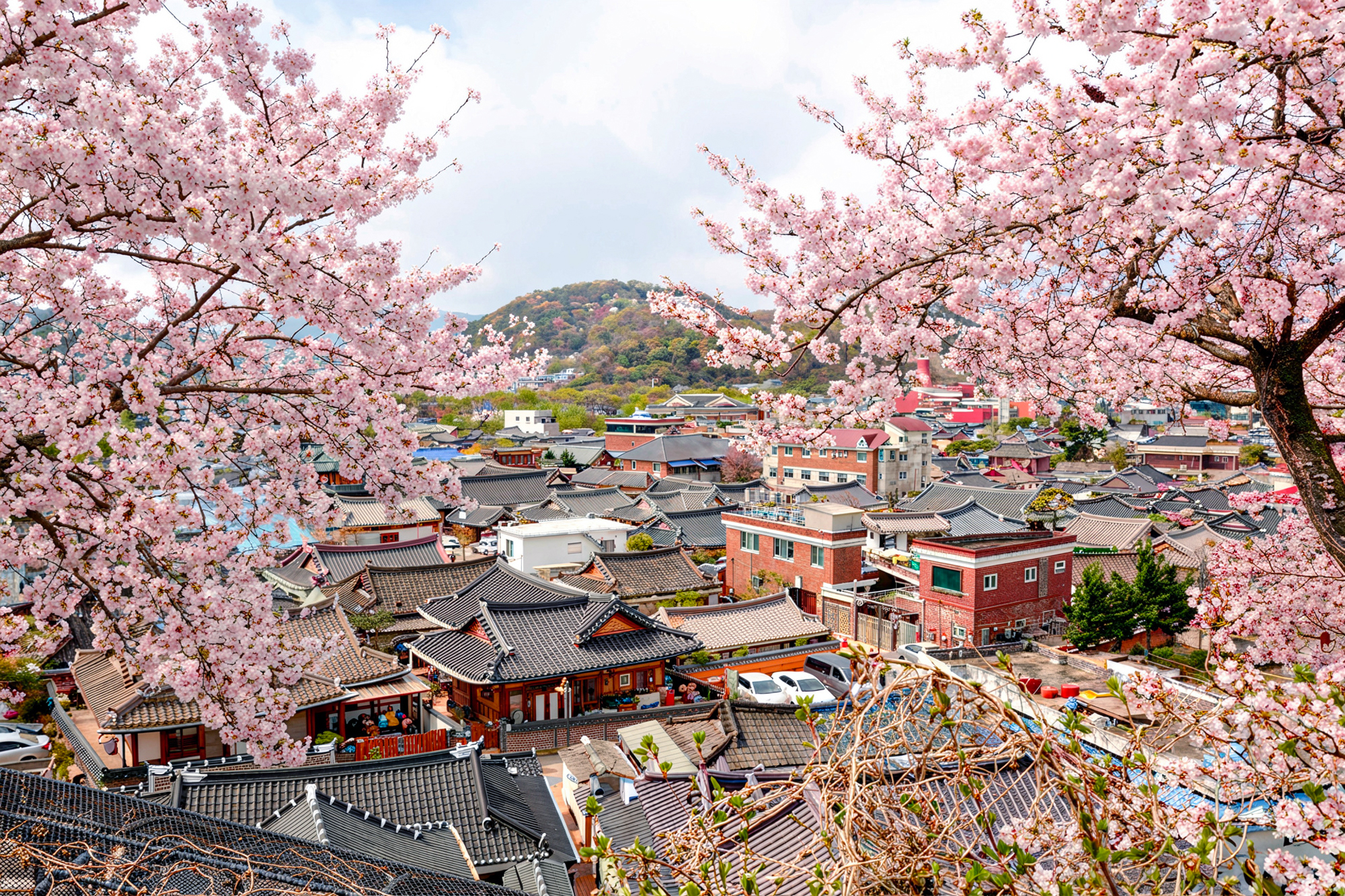 Jeonju Cherry Blossom