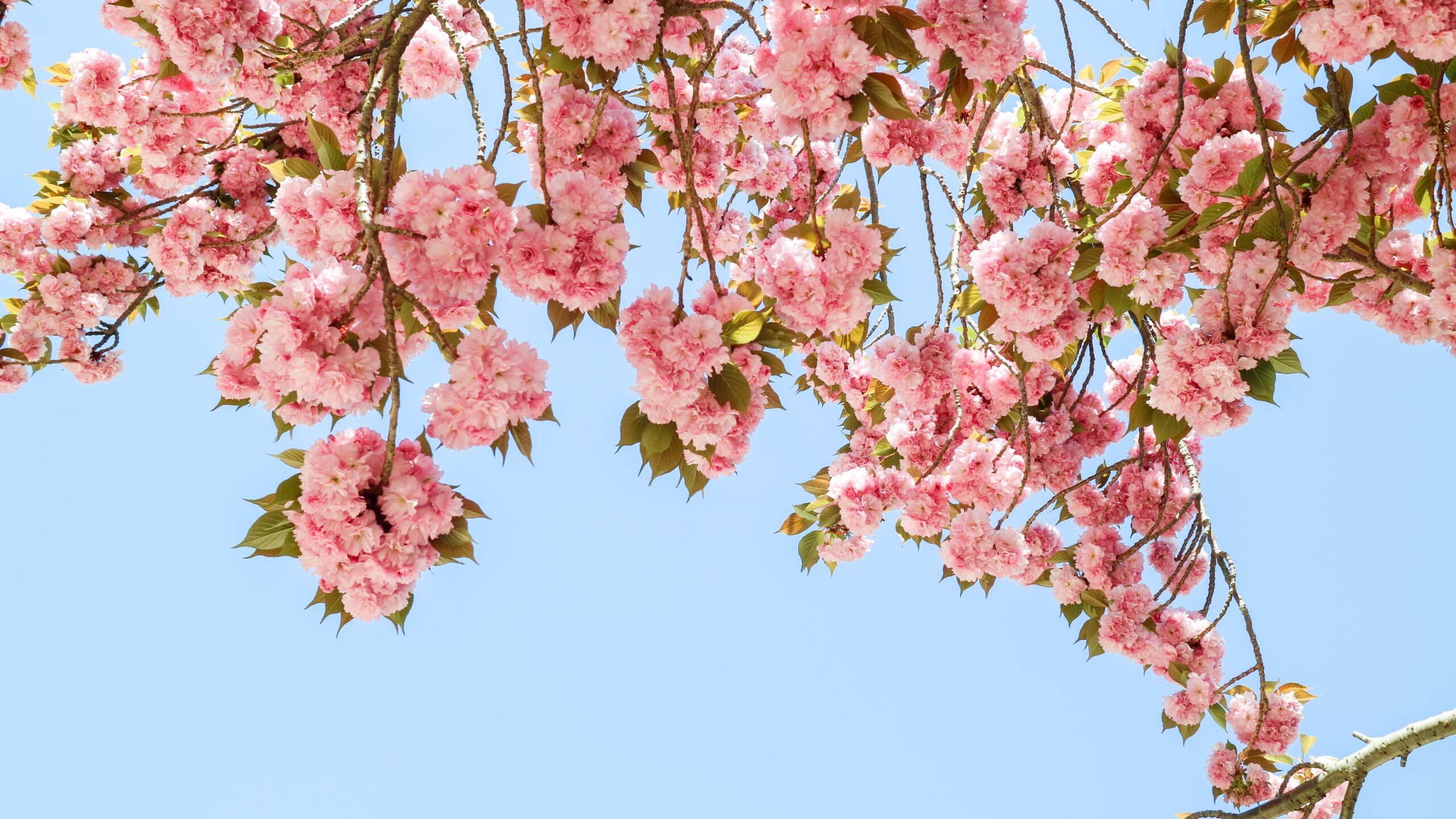 Seoul Cherry Blossom