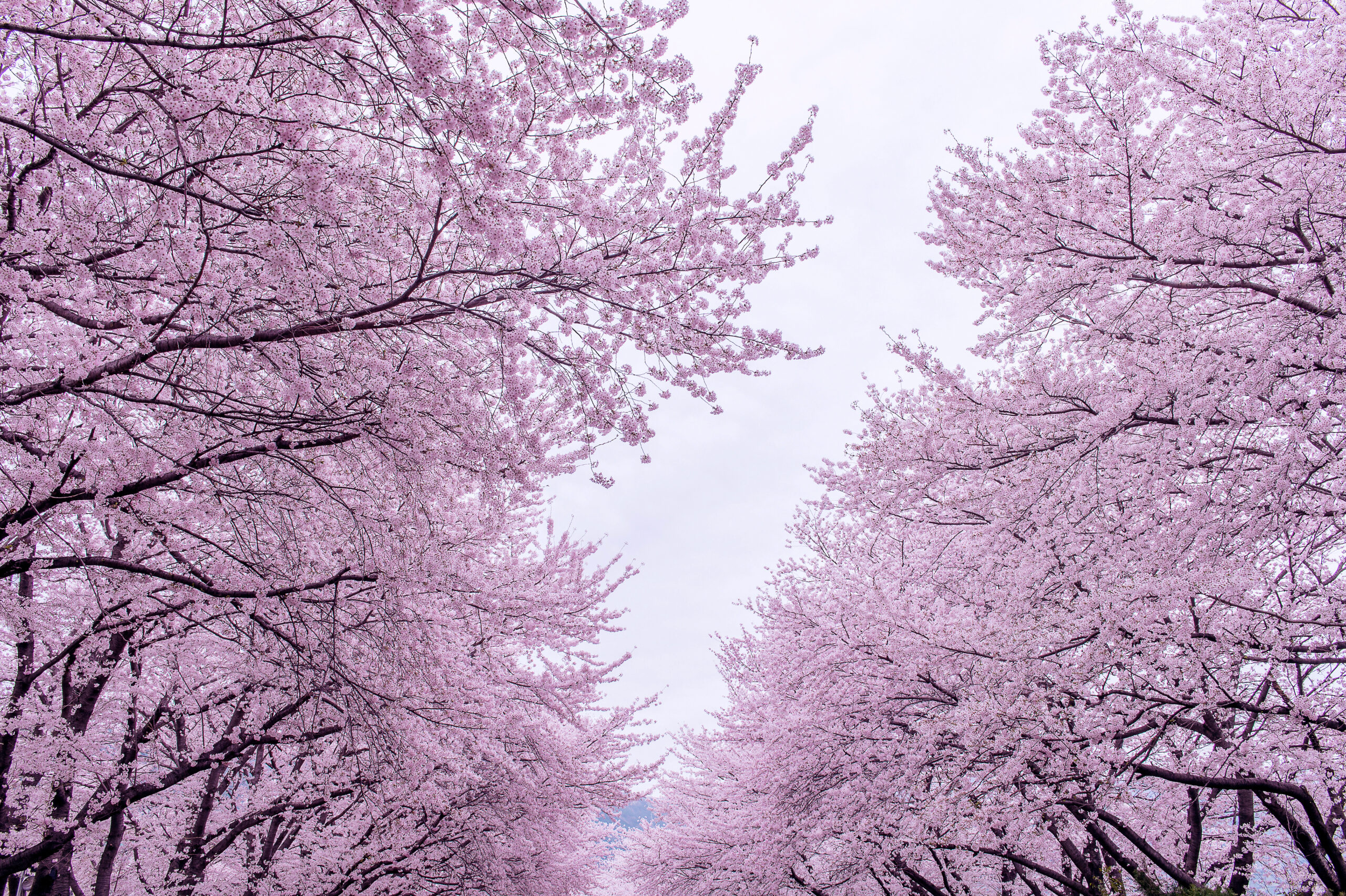 Spring in Korea