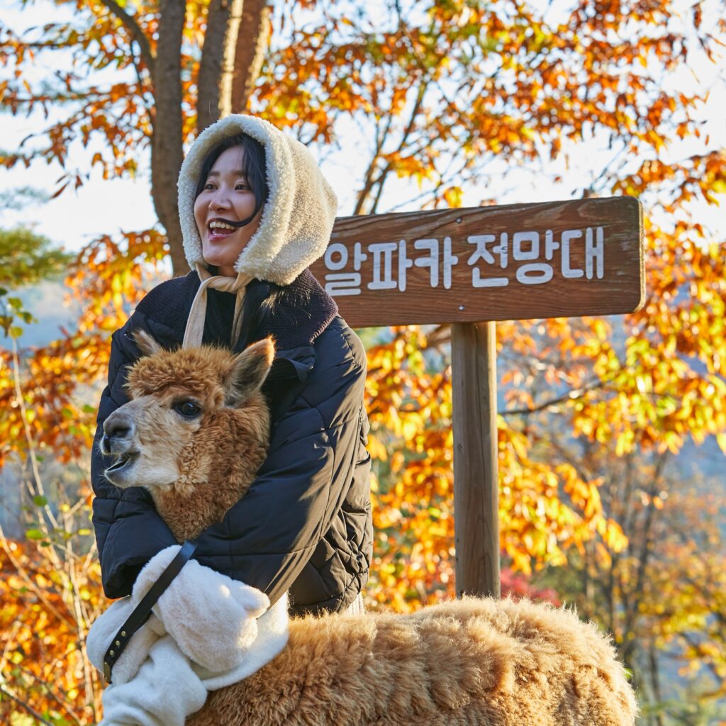 Alpaca World 5