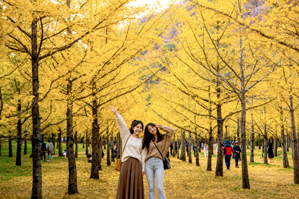Ginkgo Forest 1