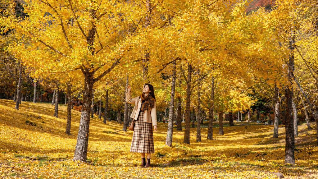 Ginkgo Forest 2
