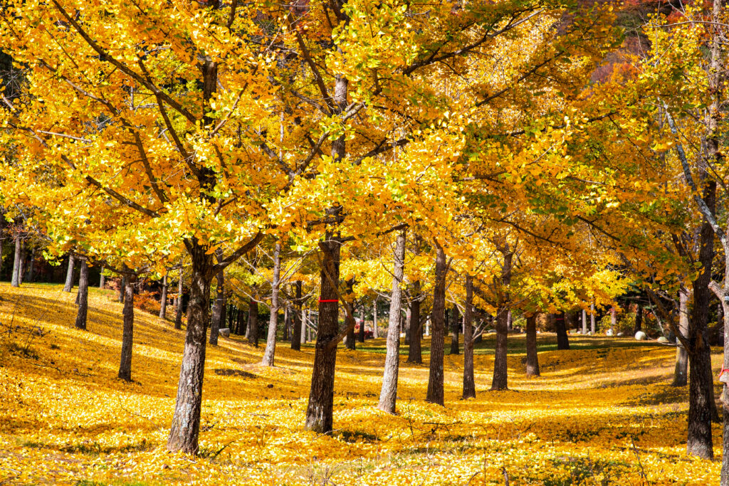 Ginkgo Forest 3