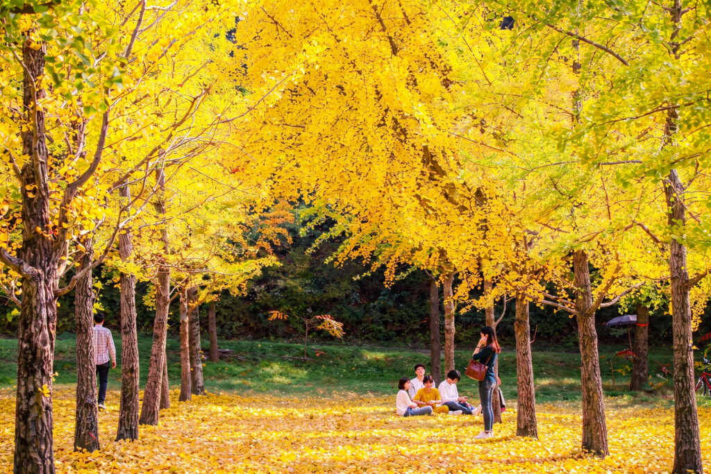 Ginkgo Forest 4