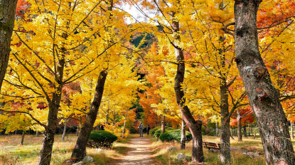 Ginkgo Forest 5