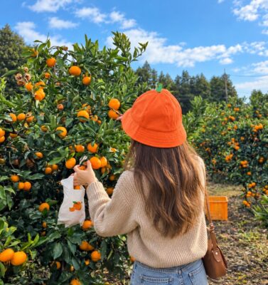 Hueree tangerine picking experience