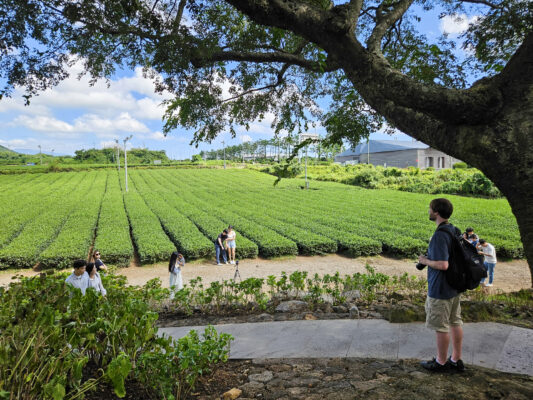 Osulloc green tea fields